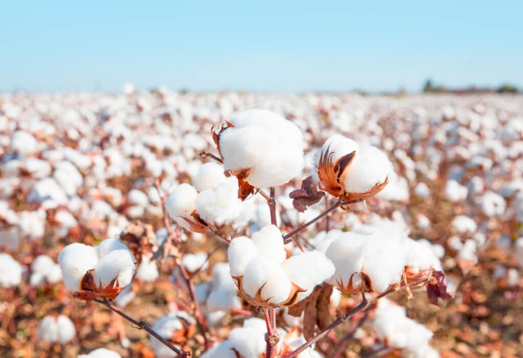 what is organic cotton